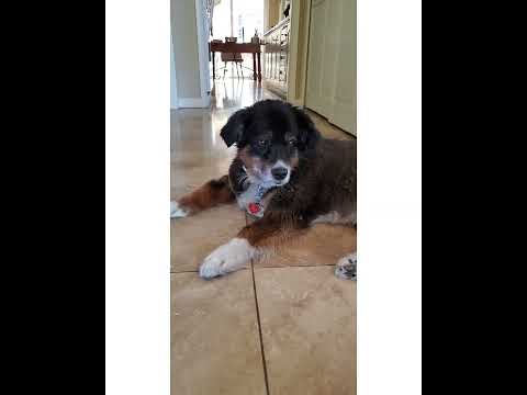 Crystal the Pet Nanny. LLC video.