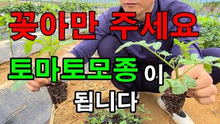 토마토나무 하나로 여러개 모종만들기 정말 쉬워요