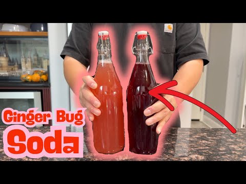 Improve your GUT health! Ginger Bug Soda Recipe: Easy Homemade Probiotic Drink 