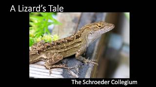 A Lizard's Tale