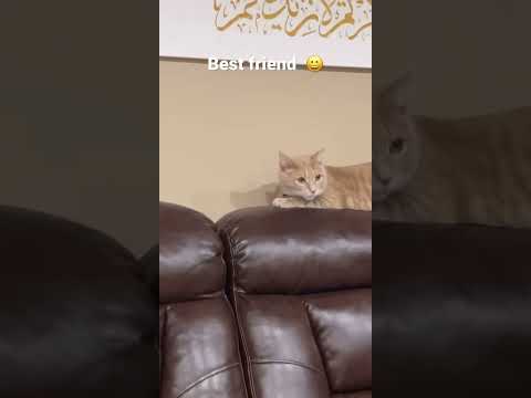 Cat #bird #Friend  😀￼￼