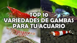 Top 10 VARIEDADES DE GAMBAS para tu ACUARIO | AcuariosLP