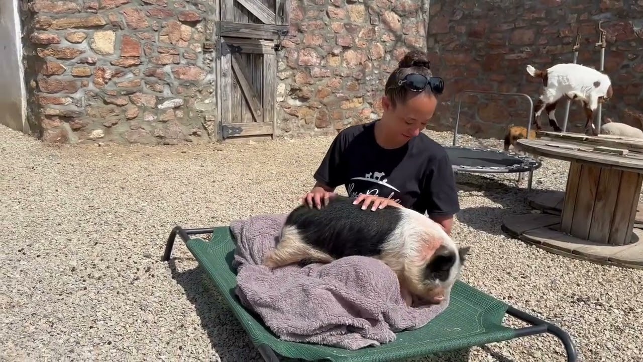 Enlarge Biscuit and Buttermilk, an adoption pending Pig in Dresher, PA video 4/4