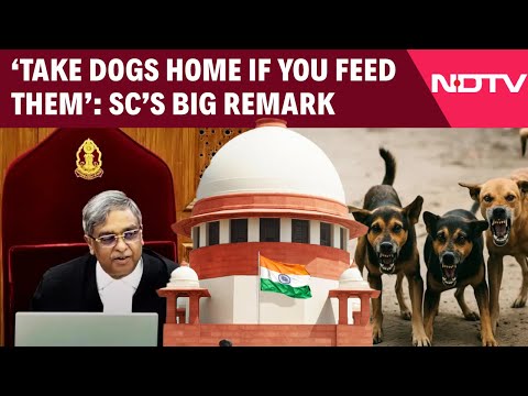 Supreme Court News | SC's Big Remark: 'Take Dogs Home If You Feed Them'