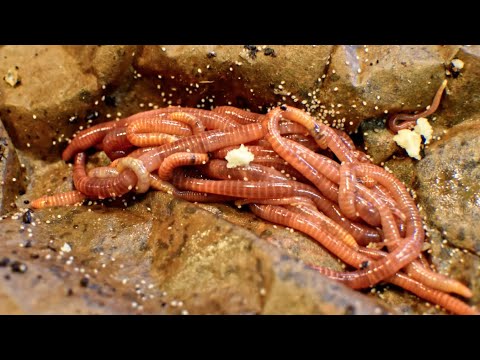 Check-in on bread bait for mites with close-ups - worm farm vermicomposting