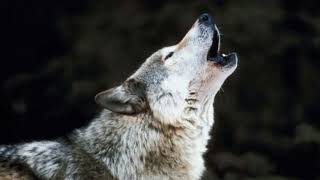 (Laisse tomber)/cover wassila