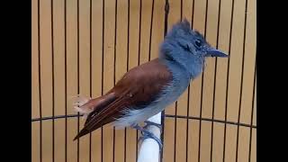 Download lagu SERIWANG ASIA COKLAT/Burung Tali Pocong mp3