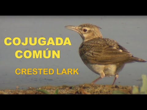 Cojugada común ( Galerida cristata ) Crested Lar