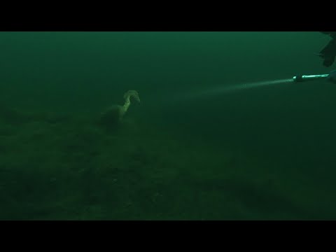 Tauchgang 30.10.2023