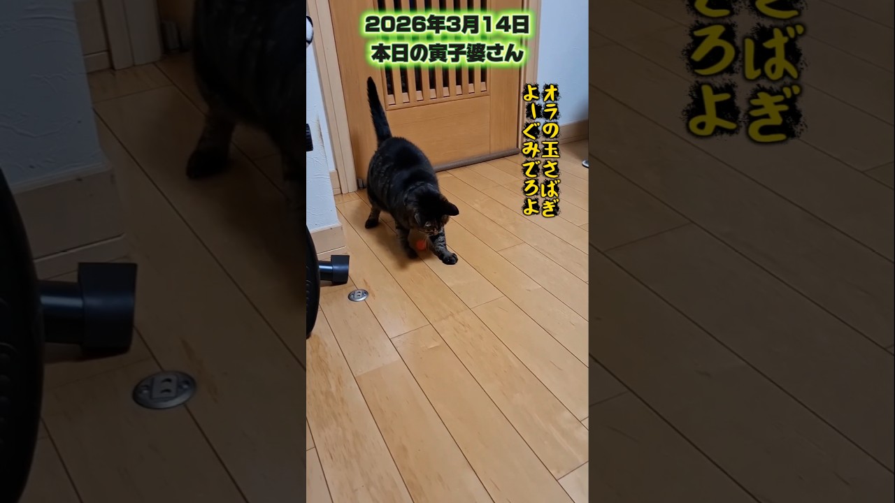 年齢を感じさせない寅子婆さんの見事な玉さばき🔴