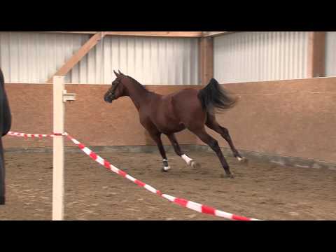 11 Cellestial Casall