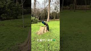 ロンドンの中の日本　ホランドパーク Kyoto garden #ロンドン #ロンドン生活 #京都ガーデン#hollandpark