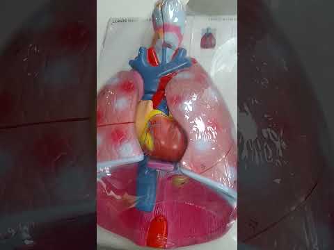 Lungs With Heart Model