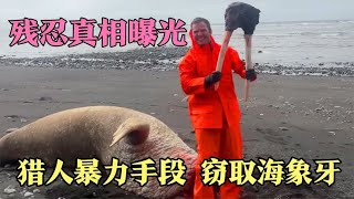残忍真相曝光！猎人暴力获取海象牙，一副竟价值百万美金！