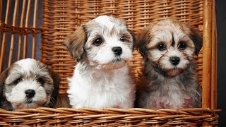 Havanese Enrichment: Keeping Your Dog Mentally Engaged