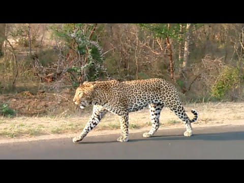Lake Panic Male Leopard Kruger park