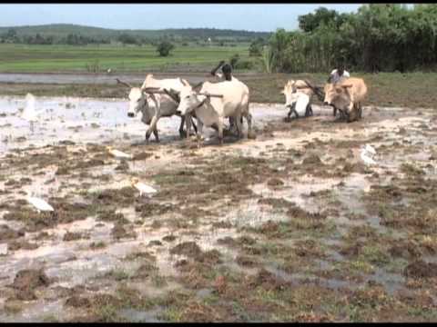 Dharmarajupally: Celebrating Self Reliance