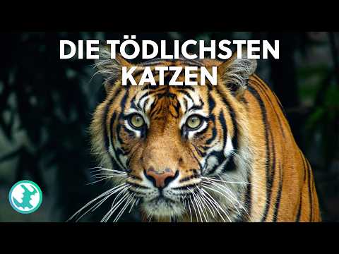 Die gefährlichsten Katzen der Erde: Auf der Spur von Tiger & Co. | XXL-Naturdoku