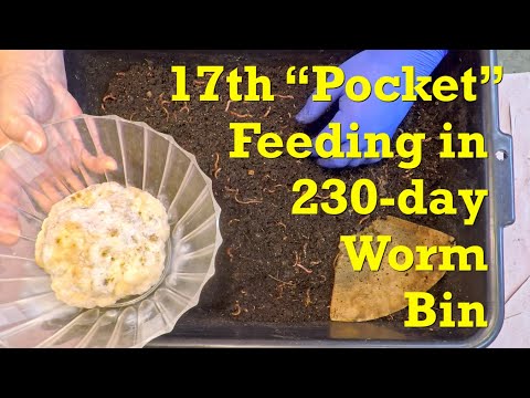 "Pocket" fed red wiggler worm bin gets a whole cauliflower on day 230 - vermicompost