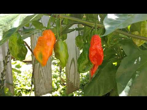 How to get your peppers to ripen at the end of the season??