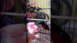 Download lagu Konin Jantan Selalu Lahap Makan Nektar Kesukaanya ! Konin Gacor 291224 #kicaumania mp3