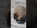 Groundhogs: Nature's Burrowers and Weather Prophets