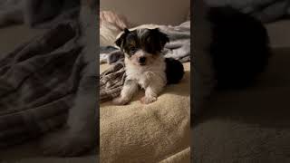 Video preview image #1 Mutt Puppy For Sale in Boca Raton, FL, USA