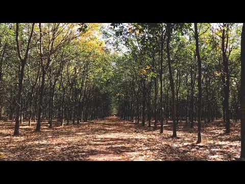 A brief introduction to Fungus!