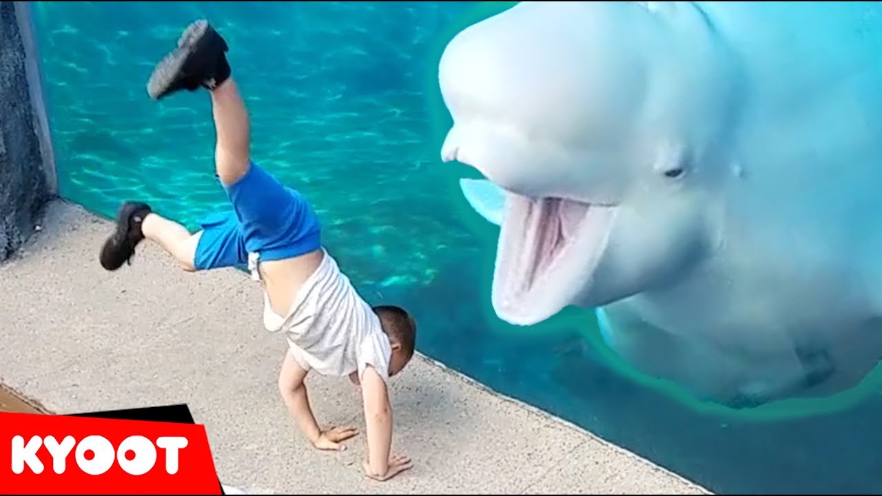 Beluga Whale is AMAZED by Tricks!  | Funny Aquarium Videos