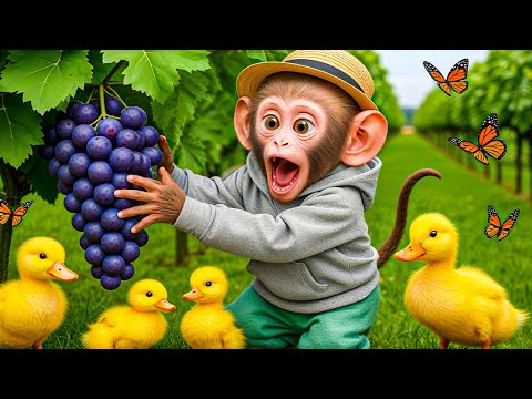 Monkey Nana Drives a Tractor to Find the Missing Duckling 🦆🚜 | Unexpected Farm Adventure