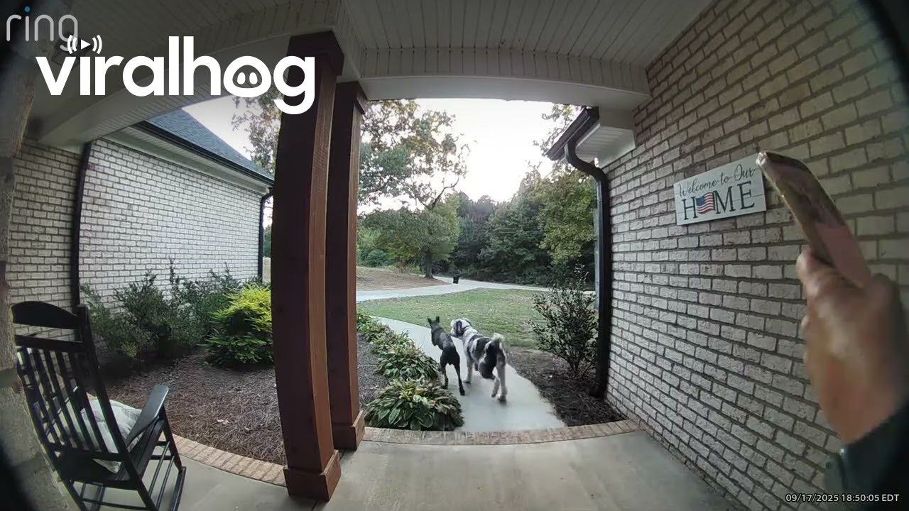 Neighbor's Dog Asks If His Friend Can Play || ViralHog