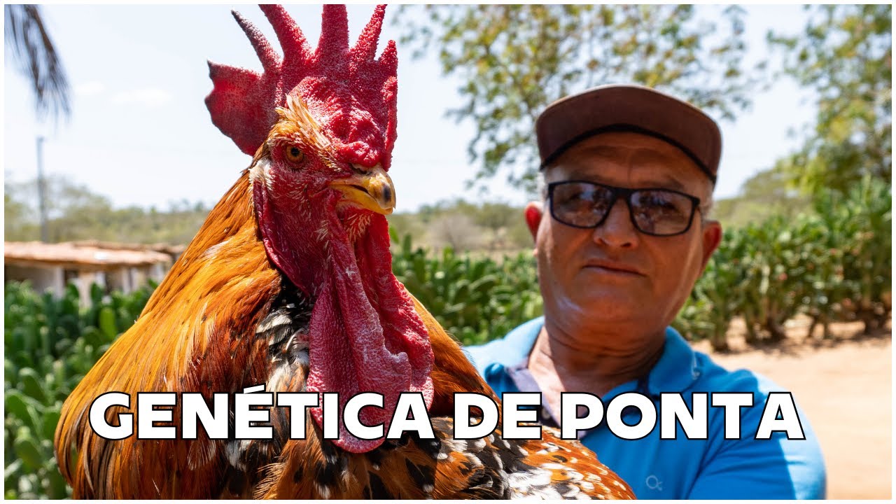 Transformando a Galinha Balão: Seleção Genética Revolucionária no Criatório de Neri 🐔 | Baixa Grande