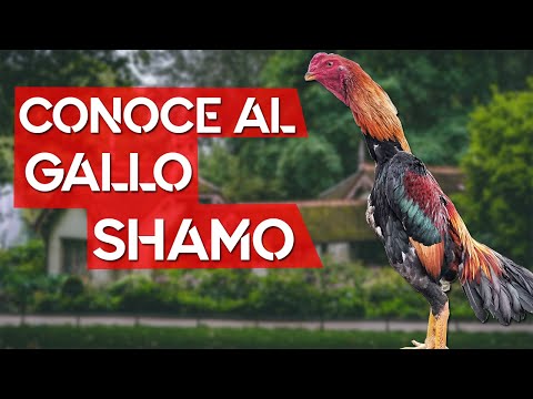 , title : 'Shamo  🐔 Una de las razas de gallinas más altas del mundo'