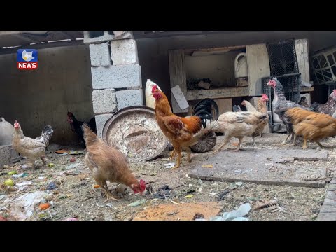 بەڤیدیۆ.. لە حاڵەتێکی دەگمەندا کەڵەشێرێک لە کەرکوک ھێلکە دەکات