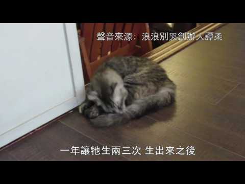 浪浪別哭中途咖啡廳 用愛終結流浪動物