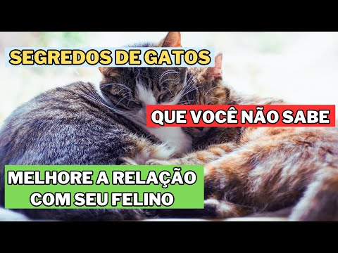 10 SEGREDOS Que os Gatos AMAM (Mas só 2% Dos Tutores Fazem!) – O #7 Vai Mudar Seu Gato!