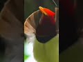Birds Of Paradise On Our Planet 3