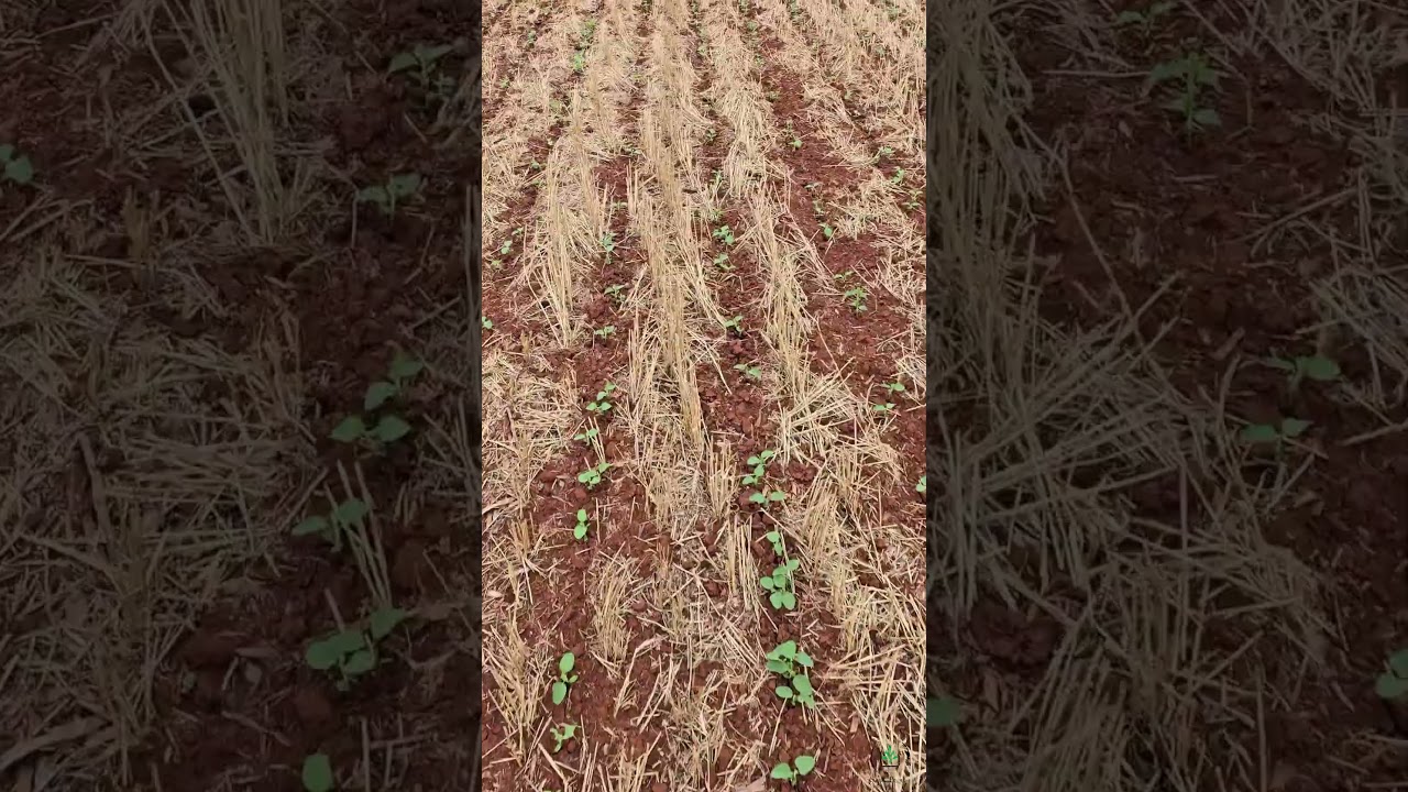 Desenvolvimento inicial da Soja bem instalada após o Trigo