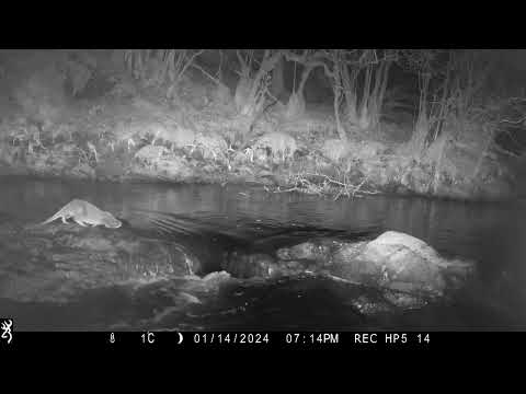 Dog Otter in the Wild checking out his territory on the Isle of Skye