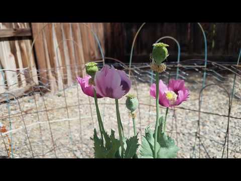 image-How do you care for Papaver poppies?