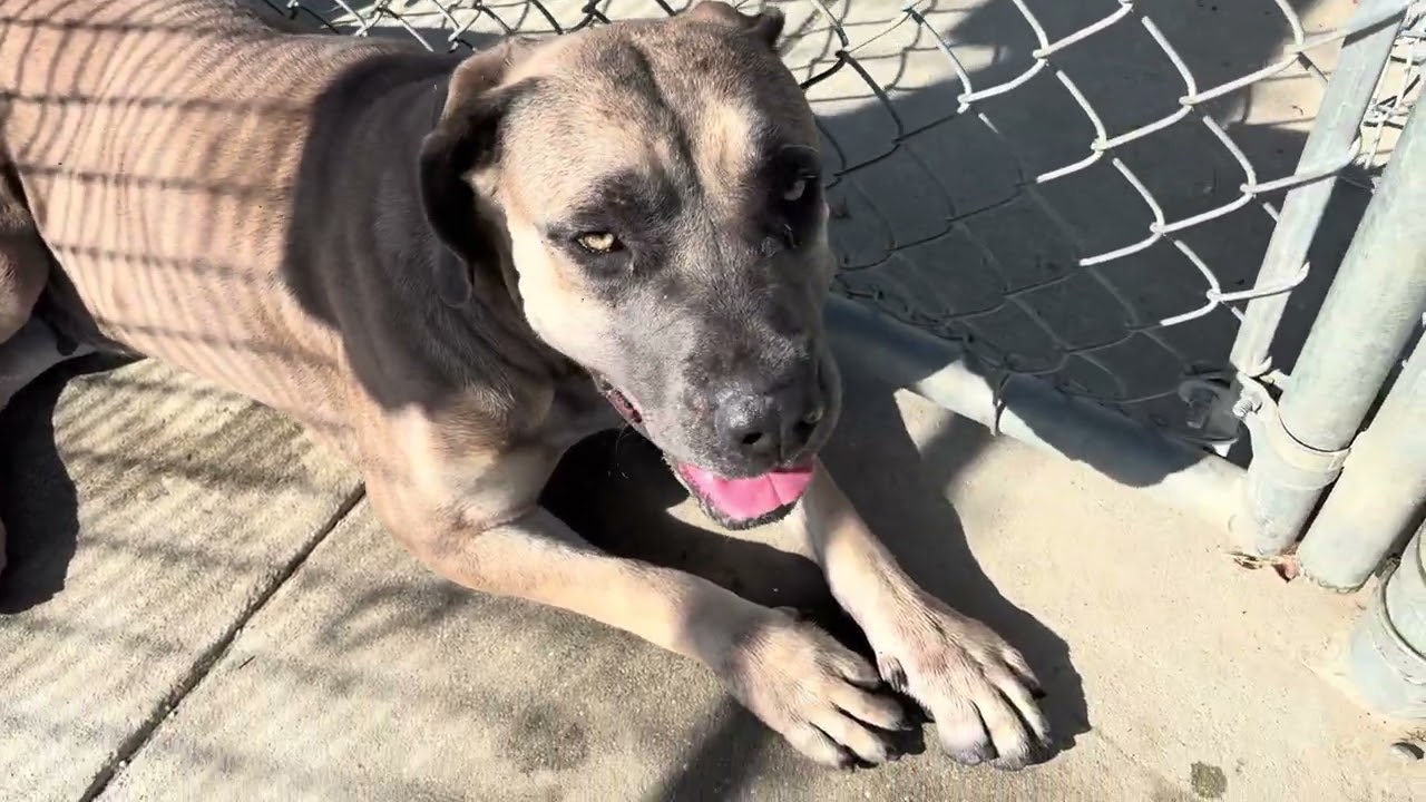Enlarge Avalon, a ADOPTABLE mixed breed in Wasco, CA video 6/6
