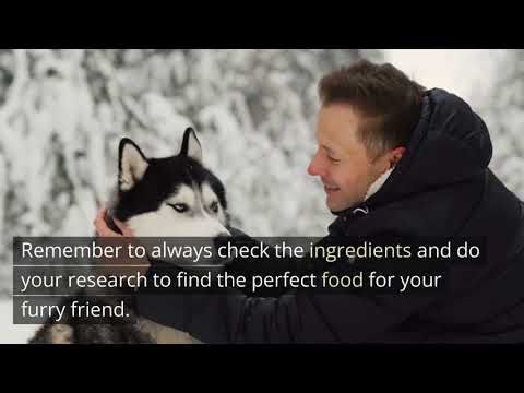Feeding Your Husky: The Best Dog Foods for Their Unique Characteristics and Lifestyle
