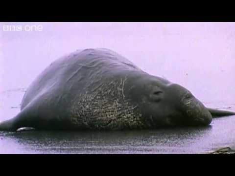 Funny Talking Animals   Walk On The Wild Side   Series 2, Episode 3 Preview   BBC One