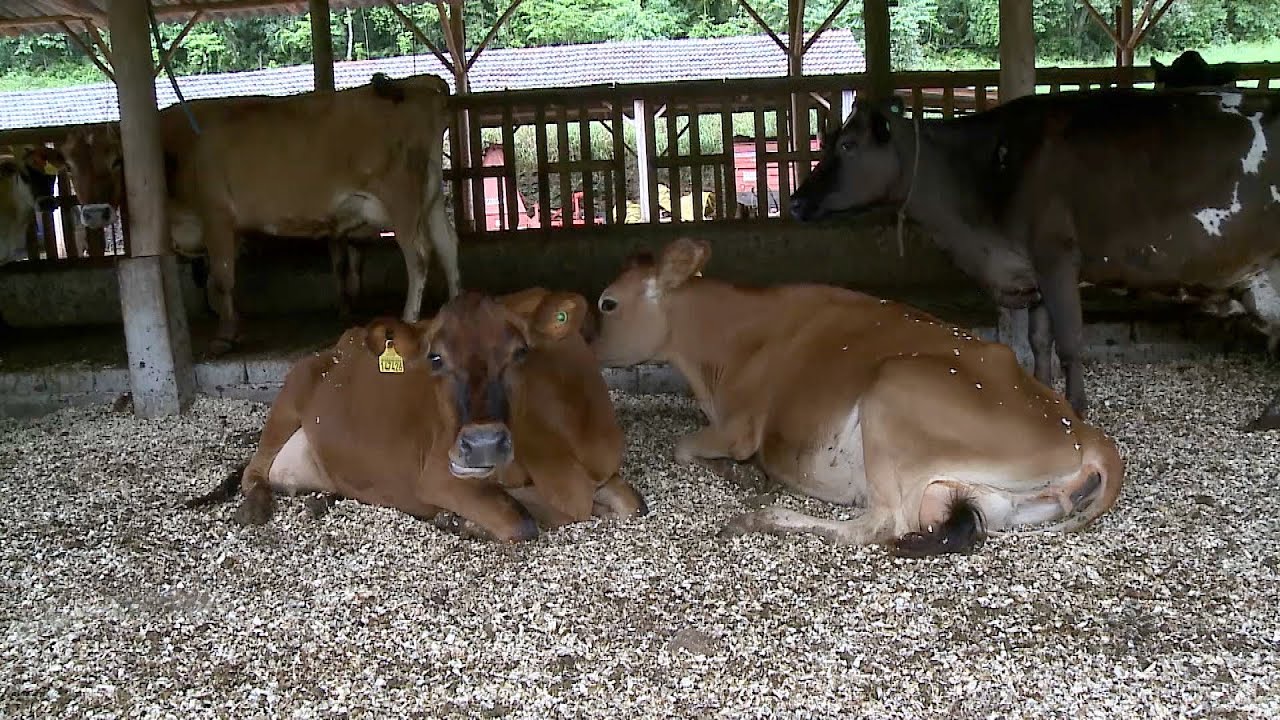 Pecuária leiteira: conforto animal aumenta produtividade