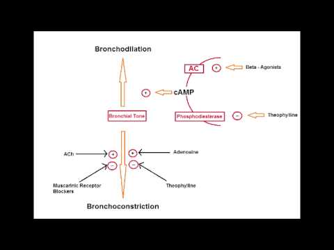 Asthma Drugs - B2 Agonists (Albuterol, salmeterol & formoterol) - YouTube