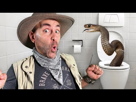 Dangerous brown snake in the toilet! Wildlife of Australia | Dangerous snakes