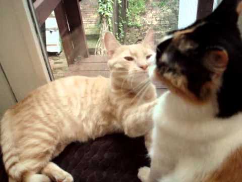 cats kissing Raja and Shanti