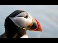 An Island Full of Puffins / Runde, Norway