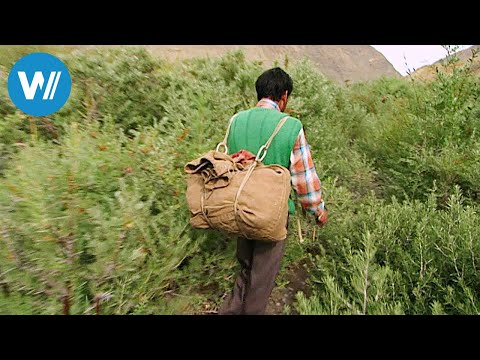 Postman in the Himalayas (360° - GEO Reportage)
