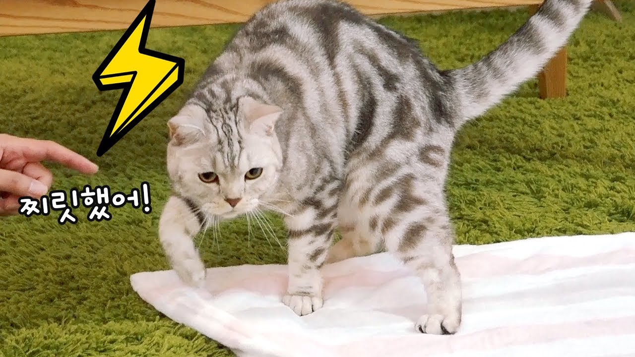 처음 경험한 정전기에 고양이가 충격먹다!